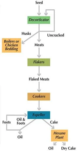 How Mustard Oil is Prepared? How Mustard oil is made? How Mustard Oil is Extracted? Processing of Mustard Oil Paragraph, Preparation of Mustard Oil in 100 Words, Process Flow Chart Of Mustard Oil